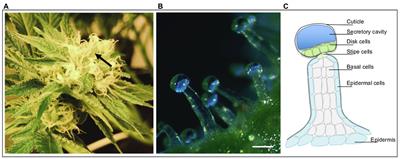 Cannabis Glandular Trichomes: A Cellular Metabolite Factory